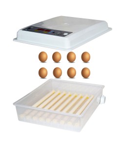 Incubator MS-64 oua