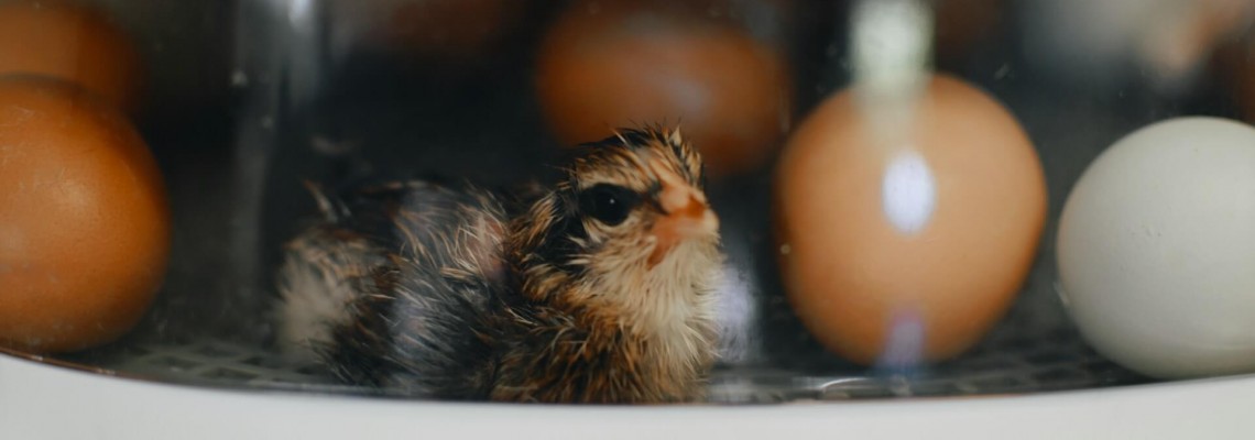 Cel mai bun incubator de oua