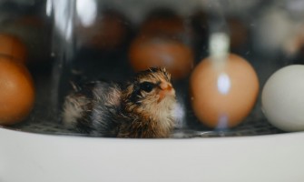 Cel mai bun incubator de oua