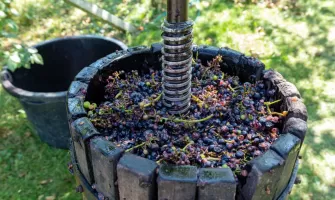 Cel mai bun zdrobitor de struguri