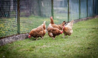 Cresterea gainilor - ce rase de gaini poti sa cresti si cum le ingrijesti pentru a te bucura de toate avantajele acestora in gospodarie?