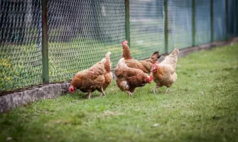 Cresterea gainilor - ce rase de gaini poti sa cresti si cum le ingrijesti pentru a te bucura de toate avantajele acestora in gospodarie? Cresterea gainilor - ce rase de gaini poti sa cresti si cum le ingrijesti pentru a te bucura de toate avantajele acestora in gospodarie?
