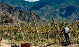 Culesul strugurilor - informatii utile cu privire la perioada optima de recoltare, metodele si traditiile locale legate de acest proces