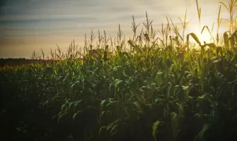 Cultura porumbului - ghid practic pentru gospodari