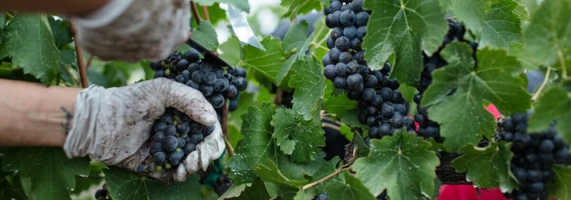 Cum se face vinul - ghidul gospodarului pentru prepararea vinului din struguri