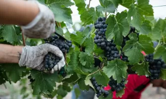 Cum se face vinul - ghidul gospodarului pentru prepararea vinului din struguri