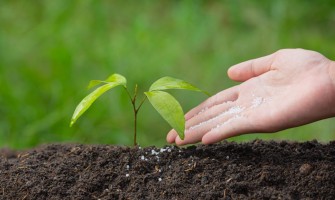 Fertilizarea solului - ce reprezinta, cum se realizeaza, sfaturi si recomandari utile pentru gospodari