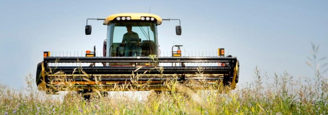 Lucerna - cultivare, recoltare si rolul acesteia in hranirea animalelor