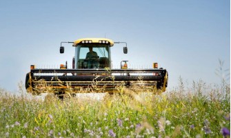 Lucerna - cultivare, recoltare si rolul acesteia in hranirea animalelor