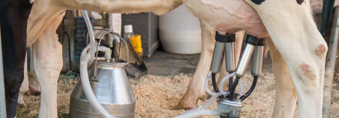Muls vaca: ghid util despre tehnicile folosite si echipamentele necesare Muls vaca: ghid util despre tehnicile folosite si echipamentele necesare