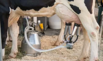 Muls vaca: ghid util despre tehnicile folosite si echipamentele necesare Muls vaca: ghid util despre tehnicile folosite si echipamentele necesare