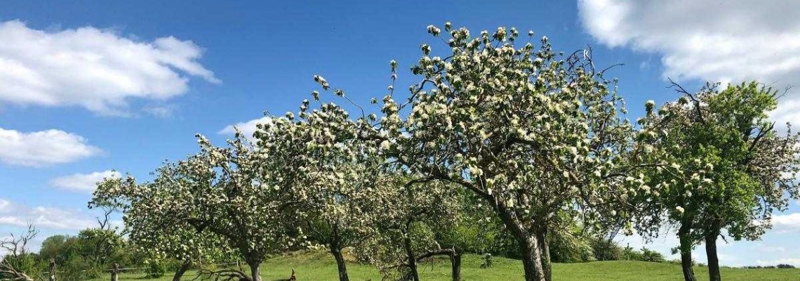 Stropirea pomilor - ghid practic pentru o livada de vis