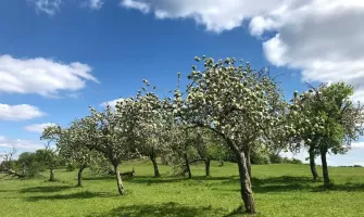 Stropirea pomilor - ghid practic pentru o livada de vis Stropirea pomilor - ghid practic pentru o livada de vis