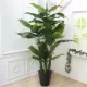 Planta Artificiala Banan japonez, 4 Crengi, fara Ghiveci 180cm Verde Planta Artificiala Banan japonez, 4 Crengi, fara Ghiveci 180cm Verde