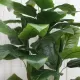Planta Artificiala Banan japonez, 4 Crengi, fara Ghiveci 180cm Verde Planta Artificiala Banan japonez, 4 Crengi, fara Ghiveci 180cm Verde