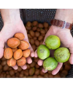 Masina de decojit cojile verzi ale nucilor cu motor de 0.75kw/125RPM